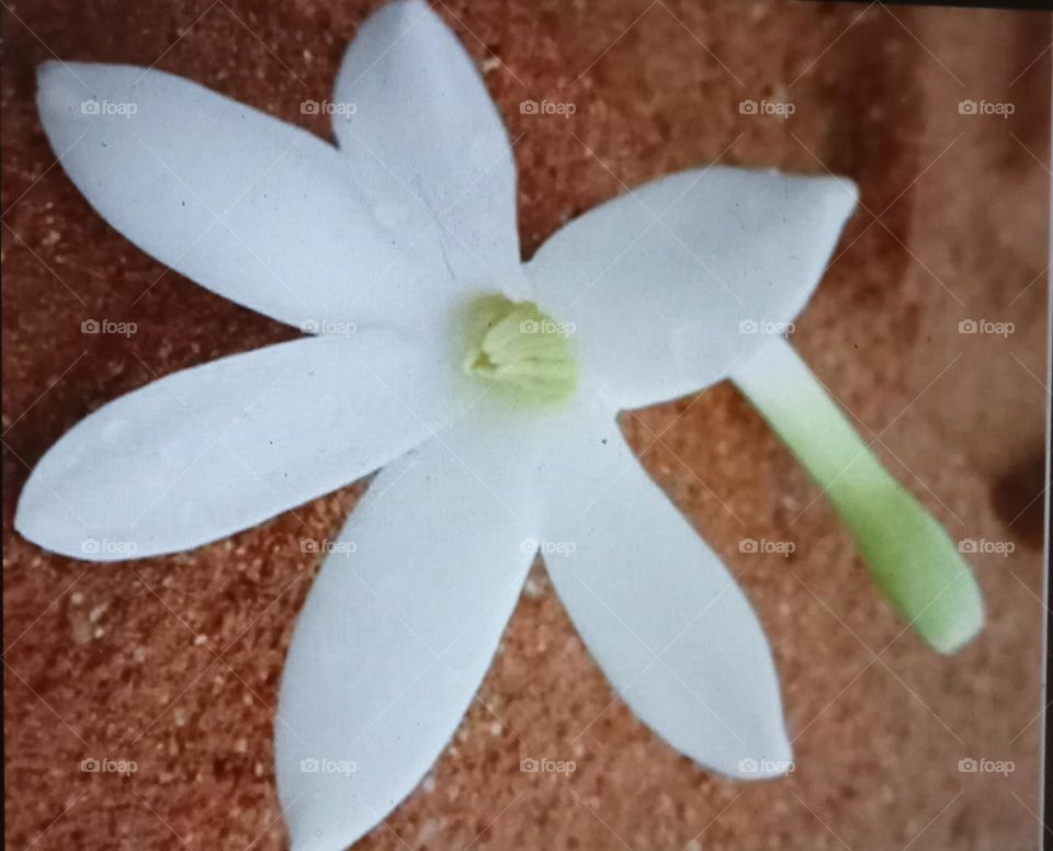 purity of heart like is to this pure, beautiful, white flowers white 🤍