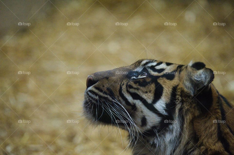 Tigress looking to the spirits above