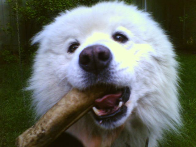 Dog