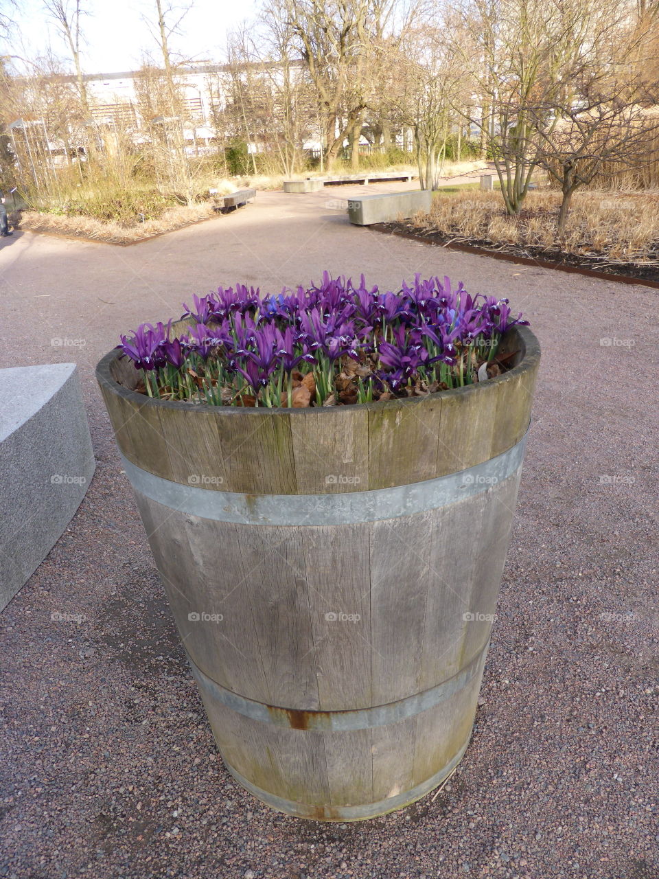 iris in a pot