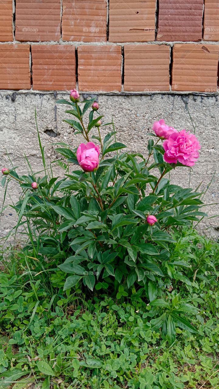 flowers from my garden