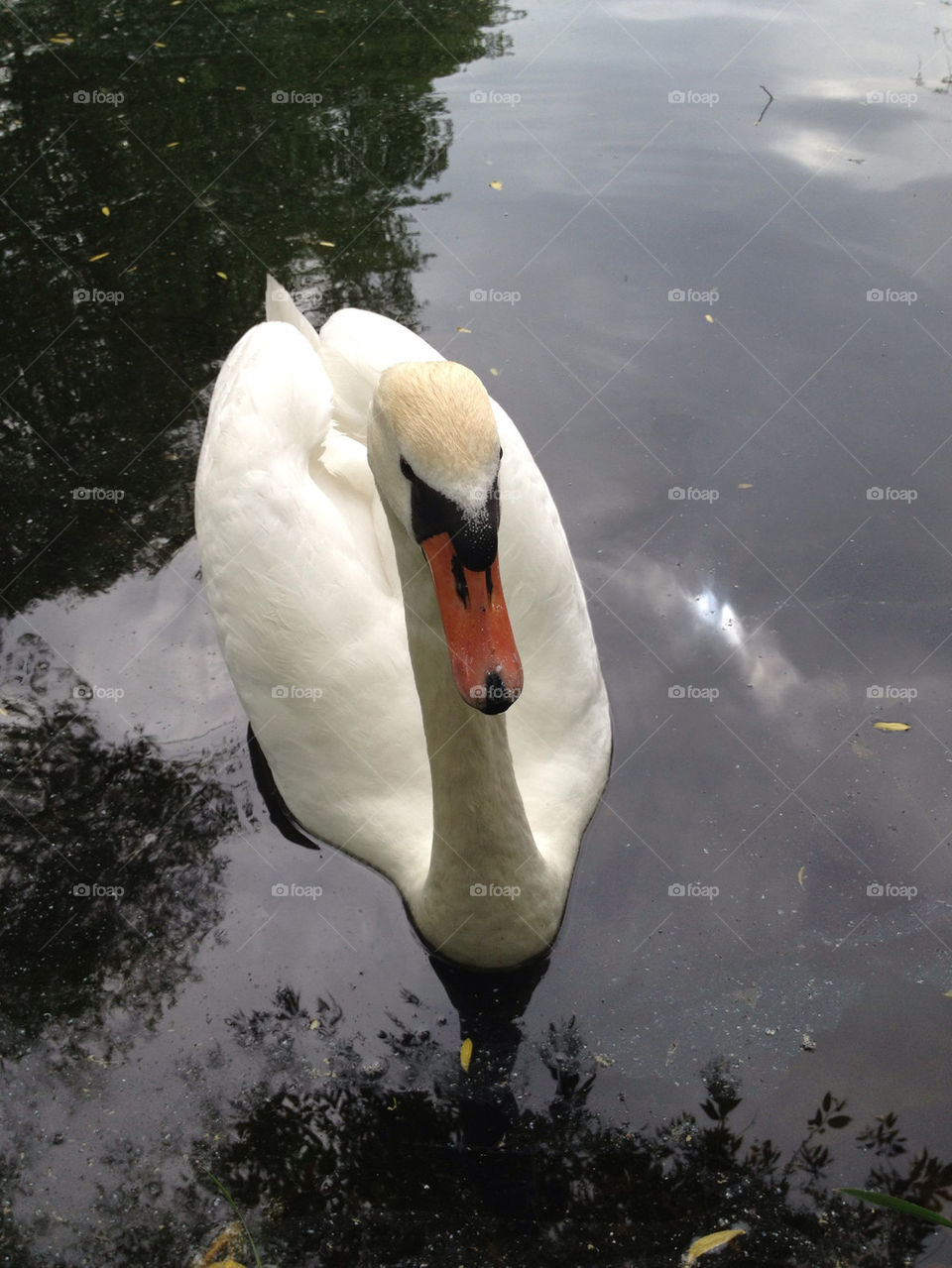 close white lake swan by carina71