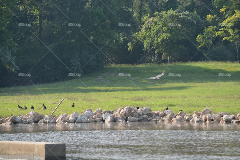 Bird flying with long wings and buzzards setting on ground waiting for some food. We were at the river in Houston Texas