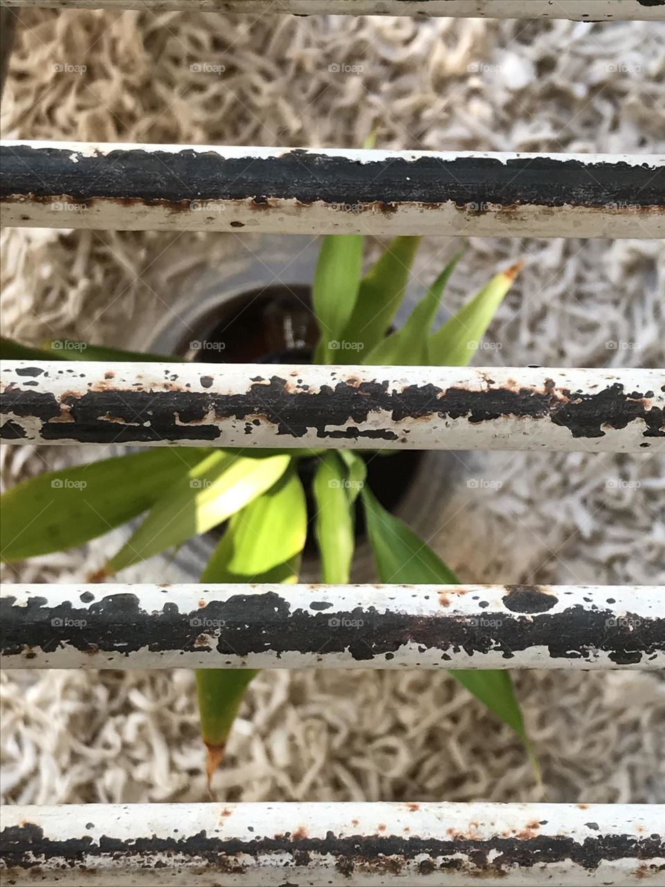 Looking closely, there are bars everywhere. 