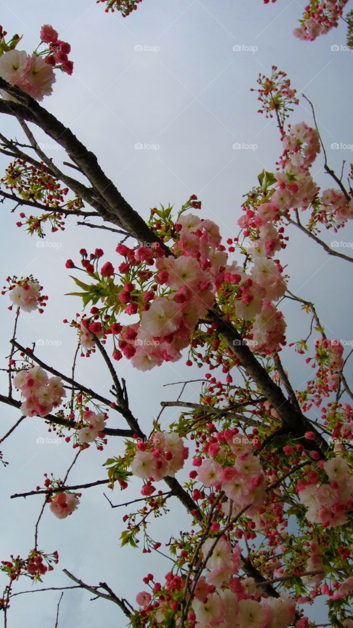 4/9/13. Cherry blossom Japan 2013