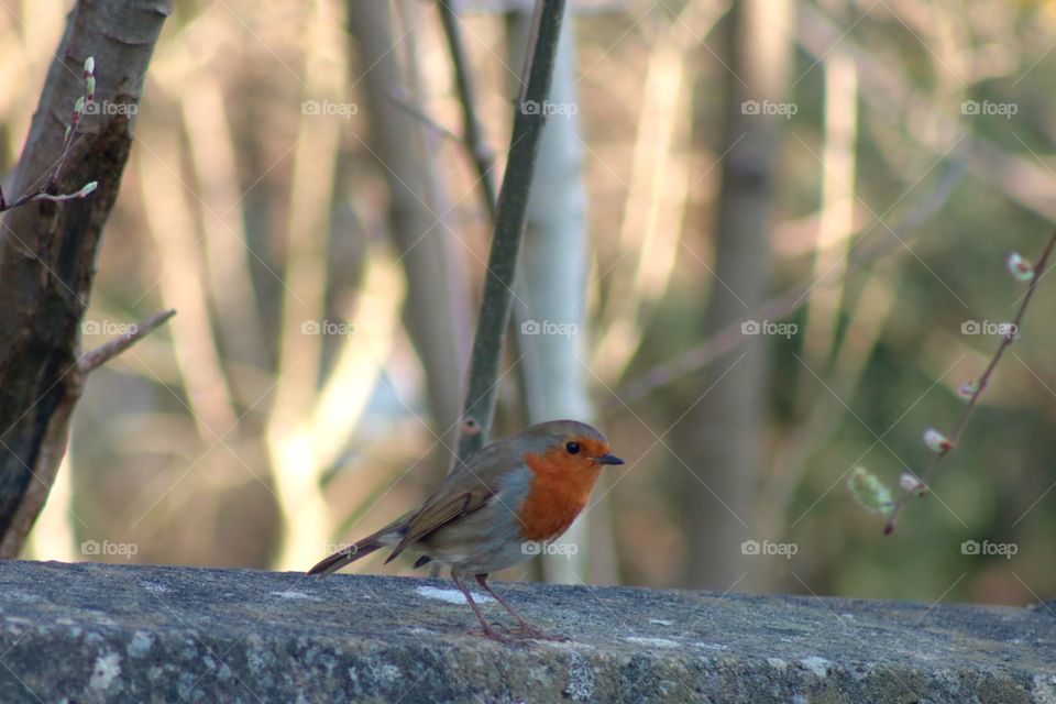 robin
