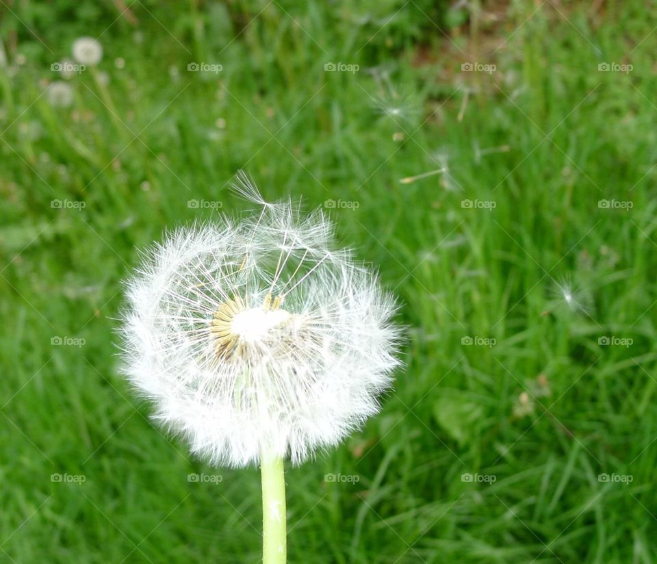 Pusteblume Löwenzahn Pollen Fallschirm Blume