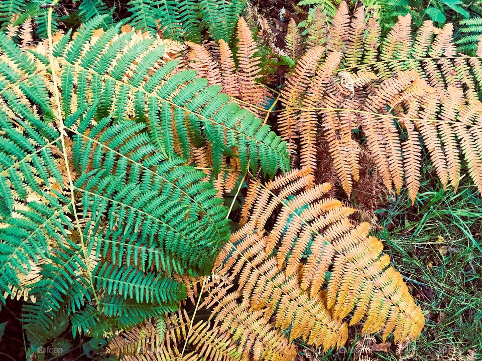 Colourful fern leaves 