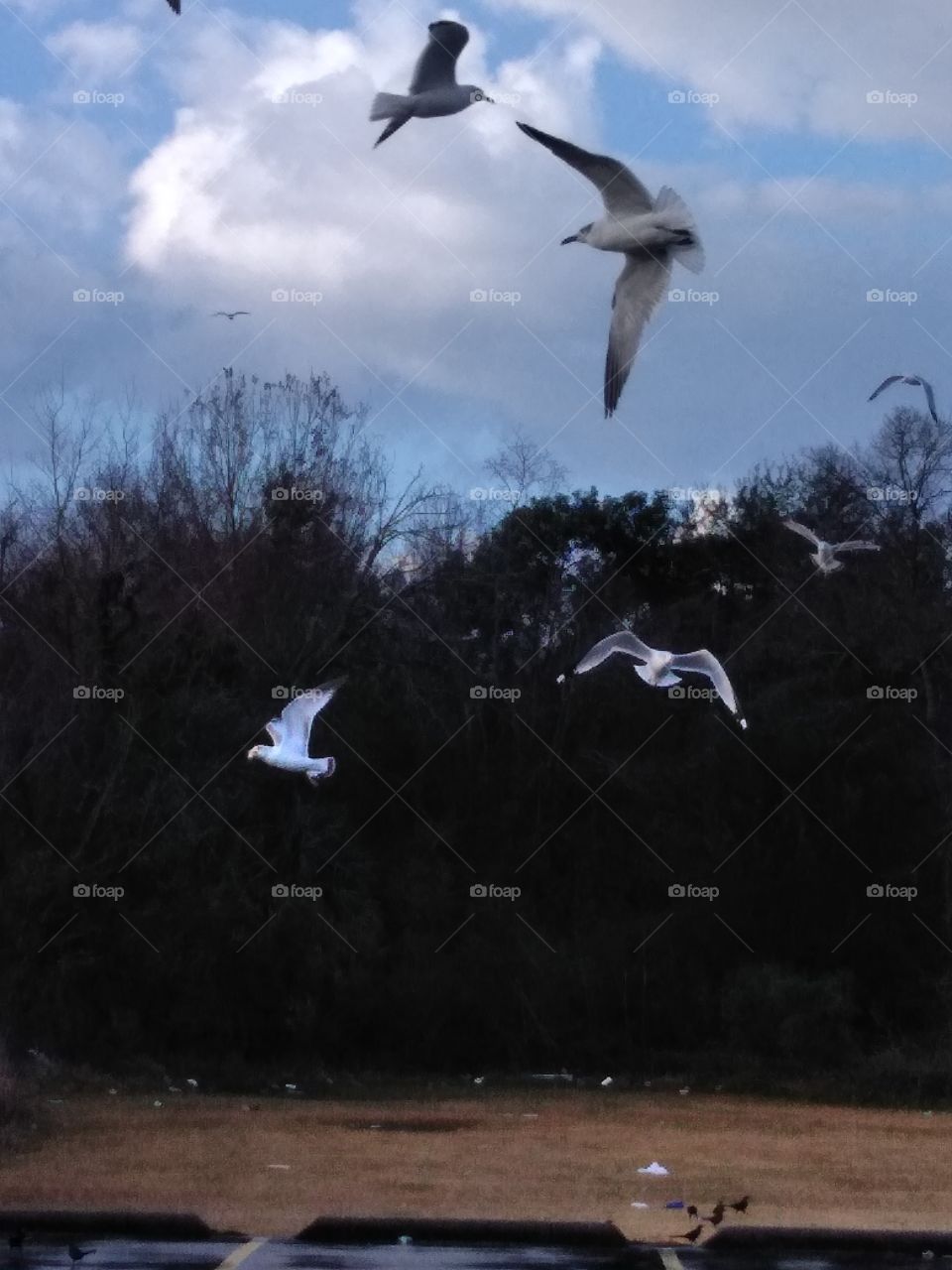 seagulls in flight