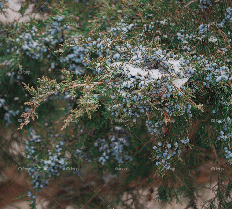 snow in a tree
