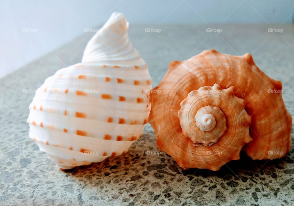 Sea shell side by side