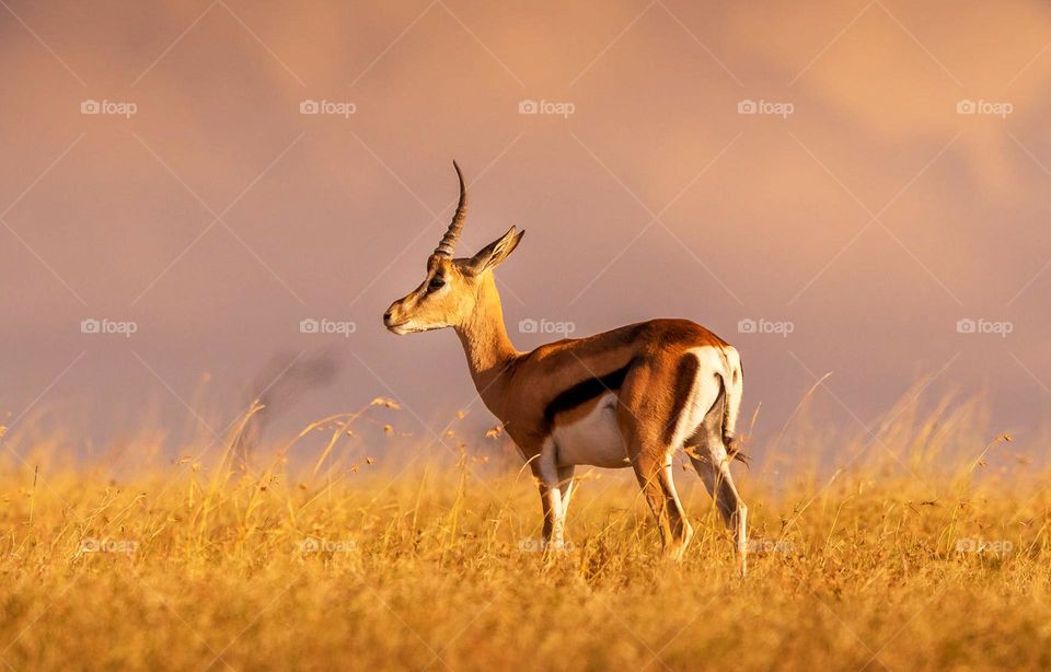 Ol Pejeta, Kenya wildlife  Pictures