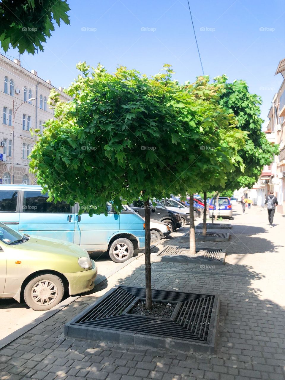 Young trees on the street 