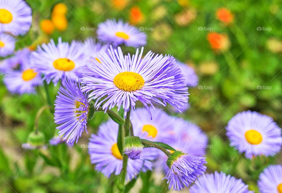 Purple daisies