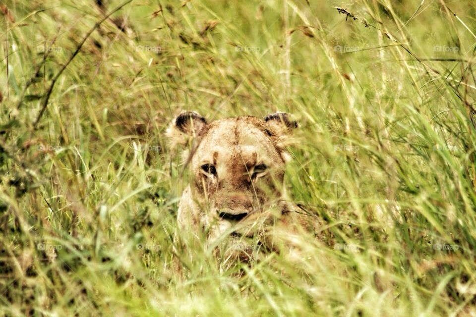 Wild lion hiding in the grass