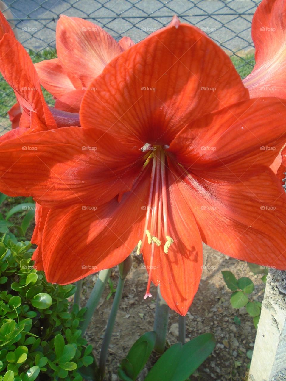 Amaryllis

Classe: Liliopsida

Divisão: Magnoliophyta

Família: Amaryllidaceae