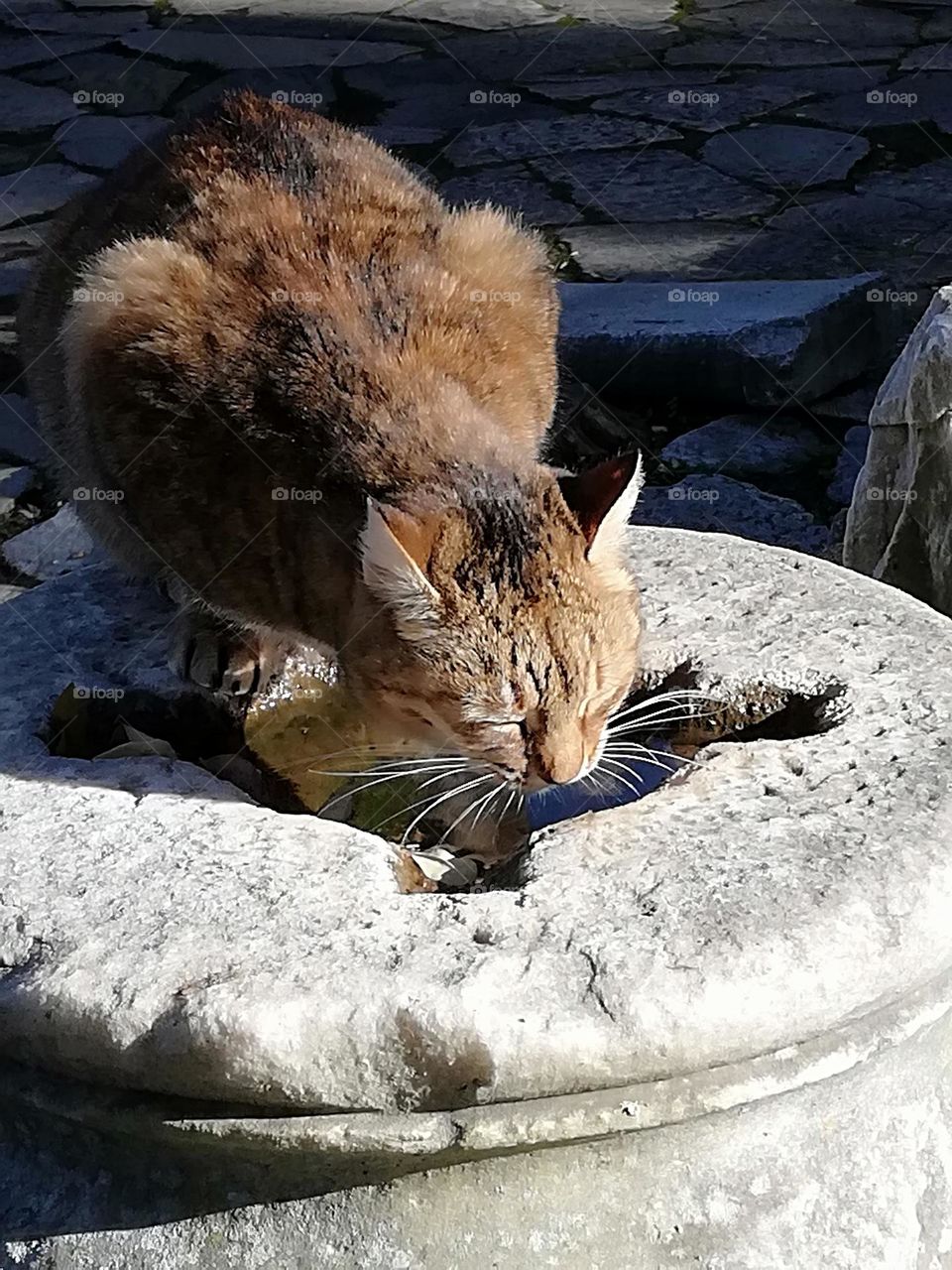 Cat drinking water