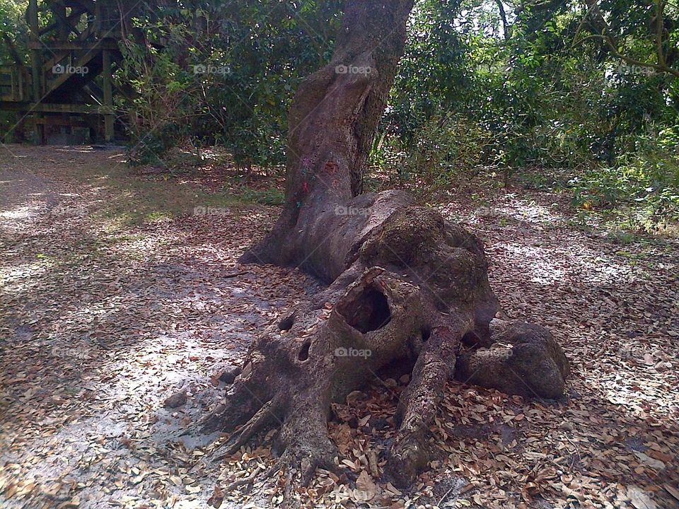Odd Tree in the Woods