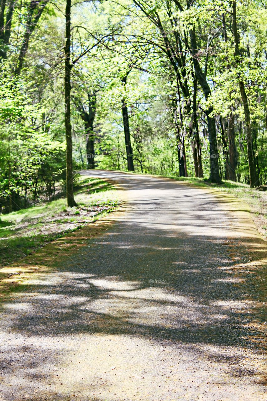 Pathway in Spring.