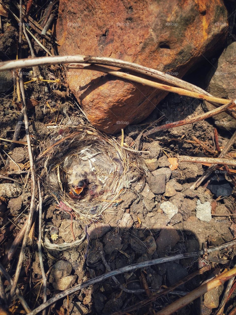 Nestlings of Ashy-crowned Sparrow Lark bird waiting for food