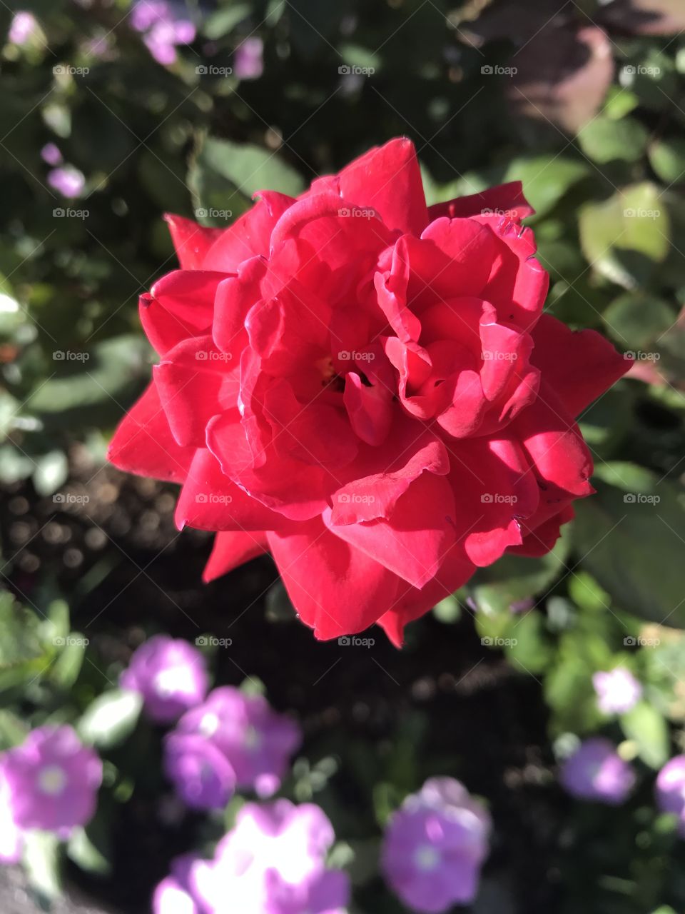 Beautiful Pink Red Rose