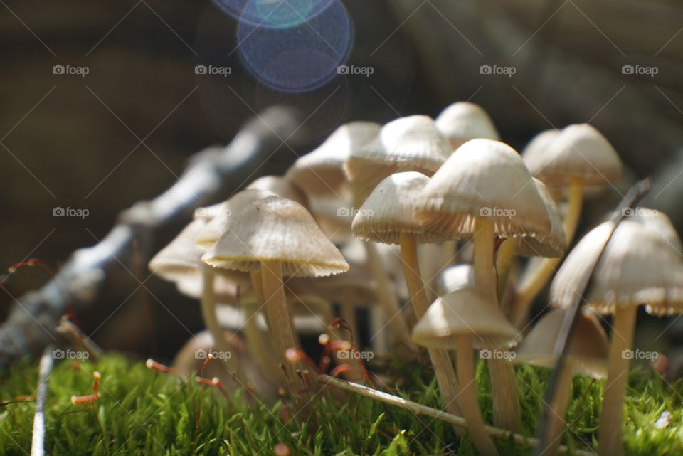 Good morning mushrooms