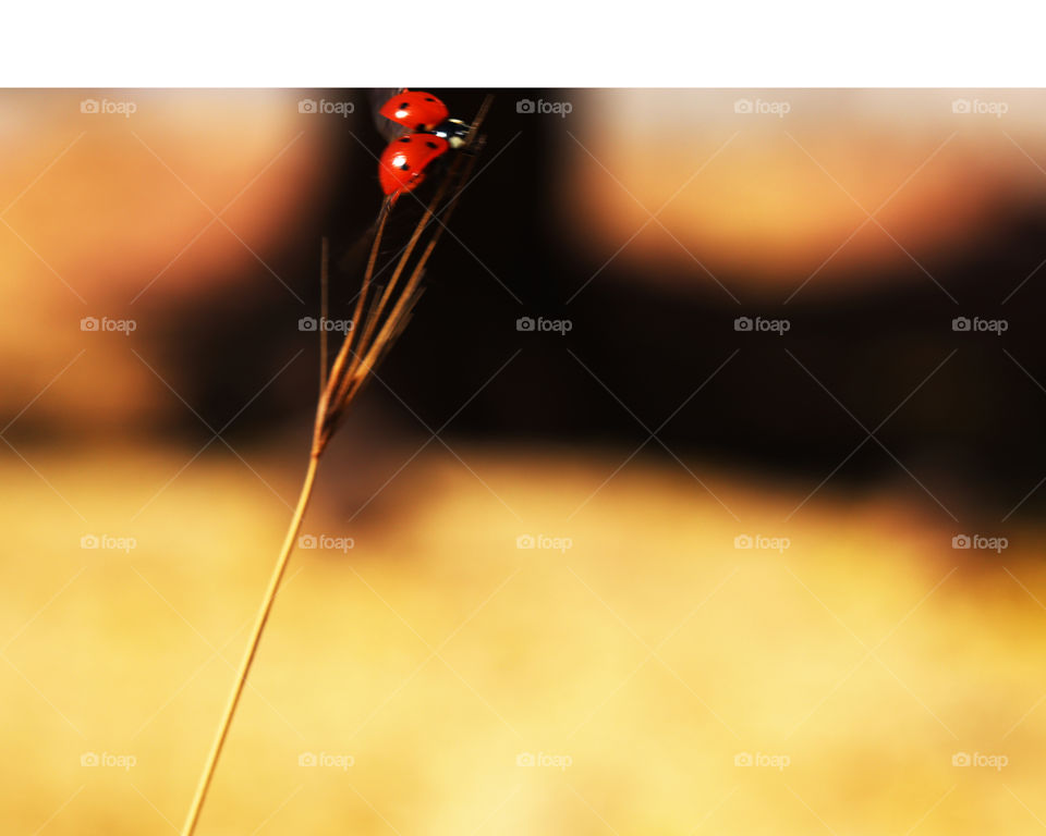 Ladybug