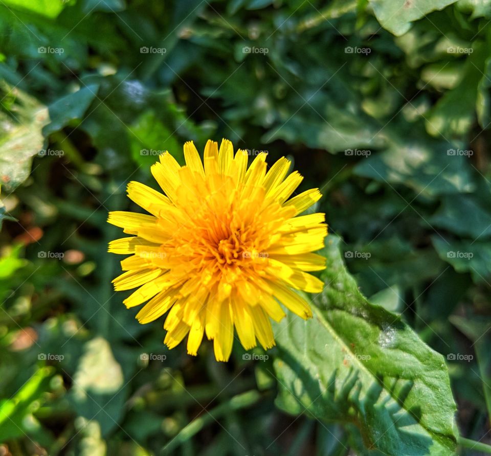 Lone Dandelion