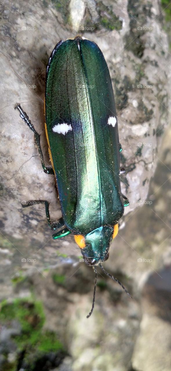 Gem beetles are often brightly colored and always have a hint of color usually on the underside.