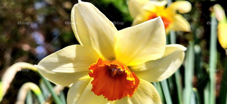 close up view of a bright bold orange yellow white Daffodil flower blossom on a sunny Spring afternoon in Oregon