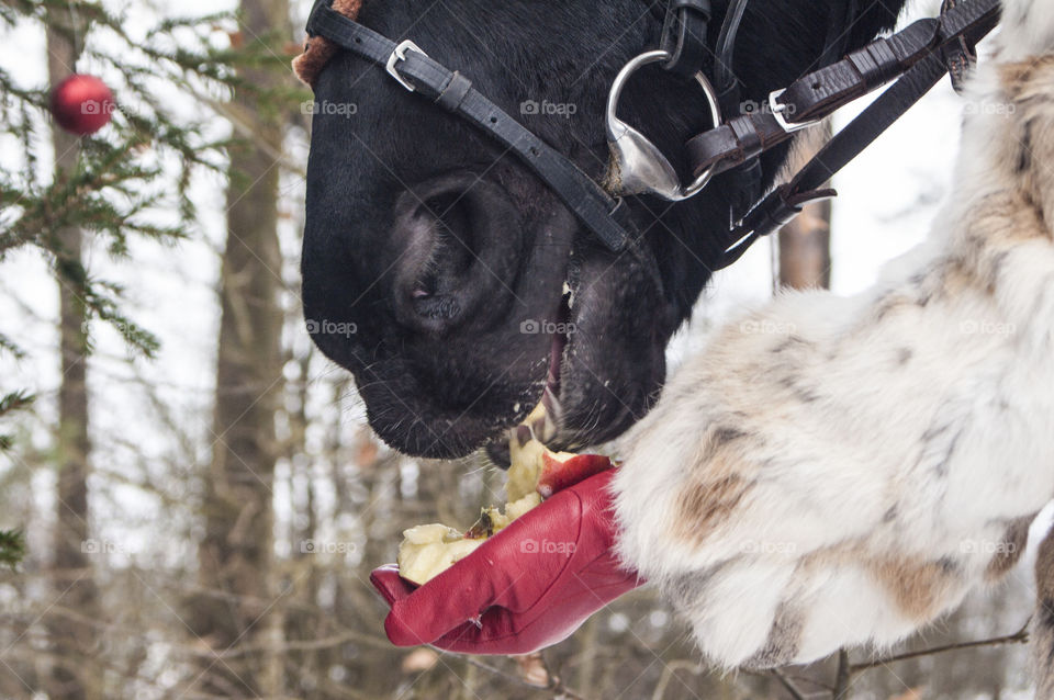 Girl feeding horse with apple hands