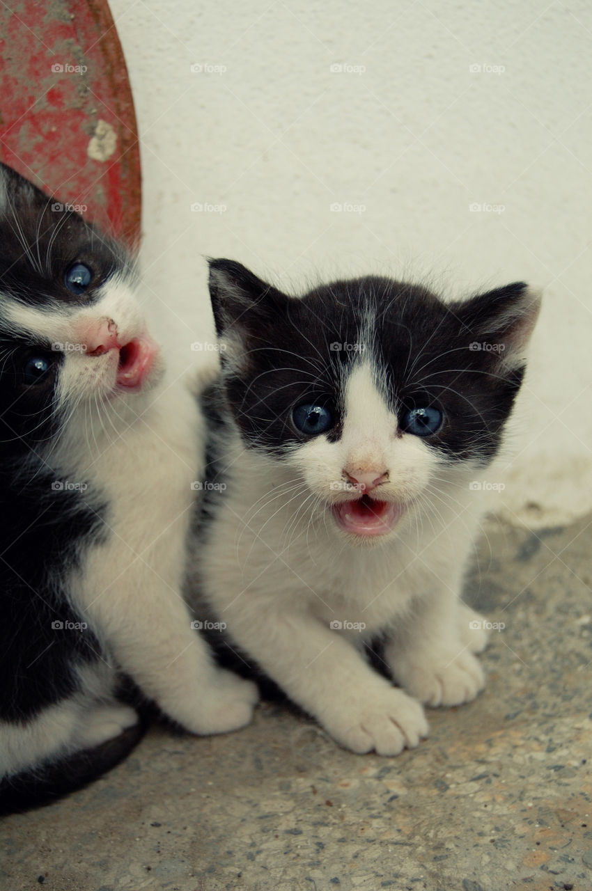 Two kittens