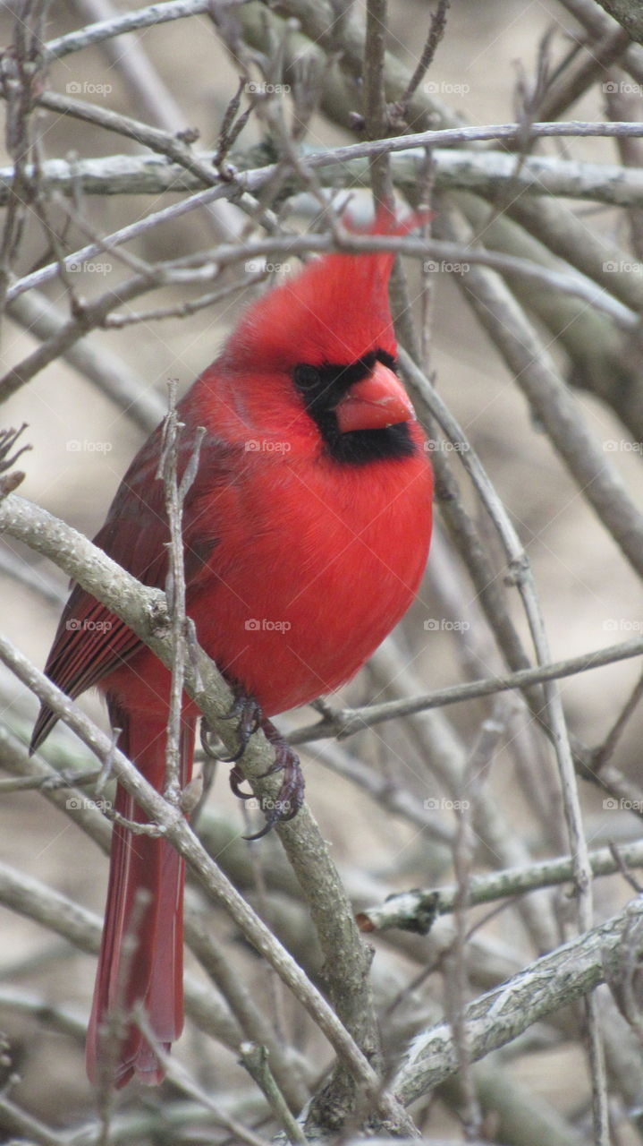 Male Cardinal in a bush in the spring