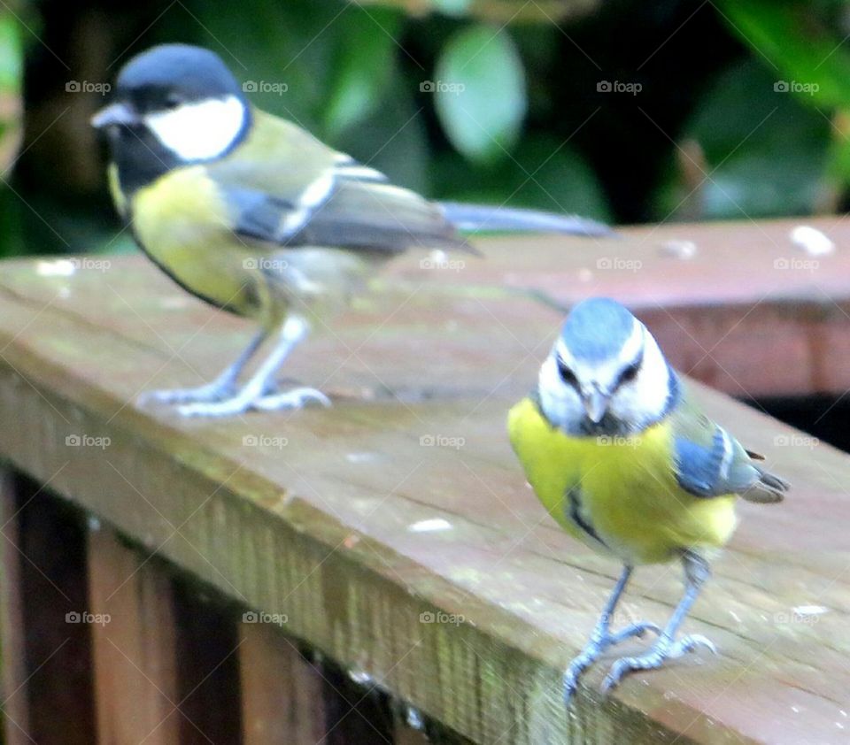 blue and black tits