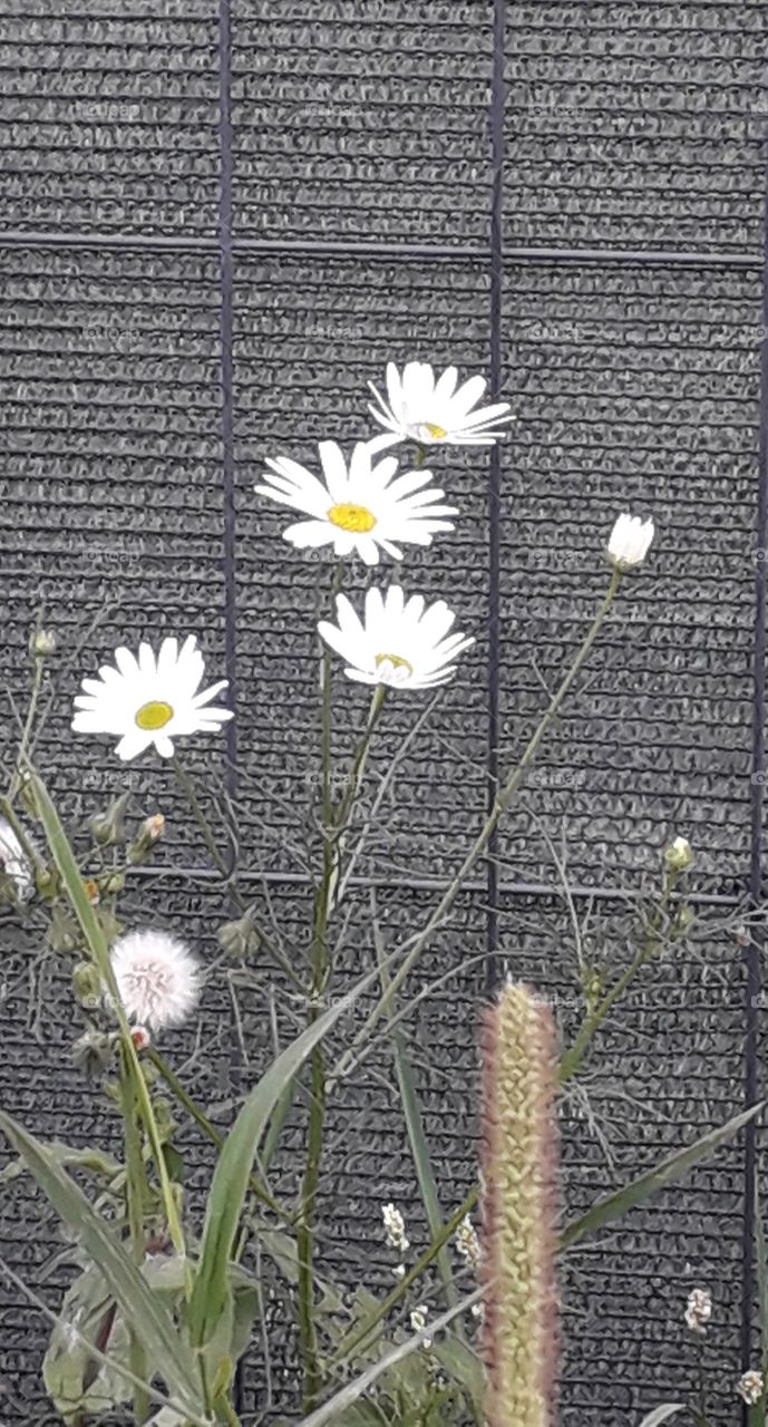 white  camomile flowers and grass spike and blade against gray fence