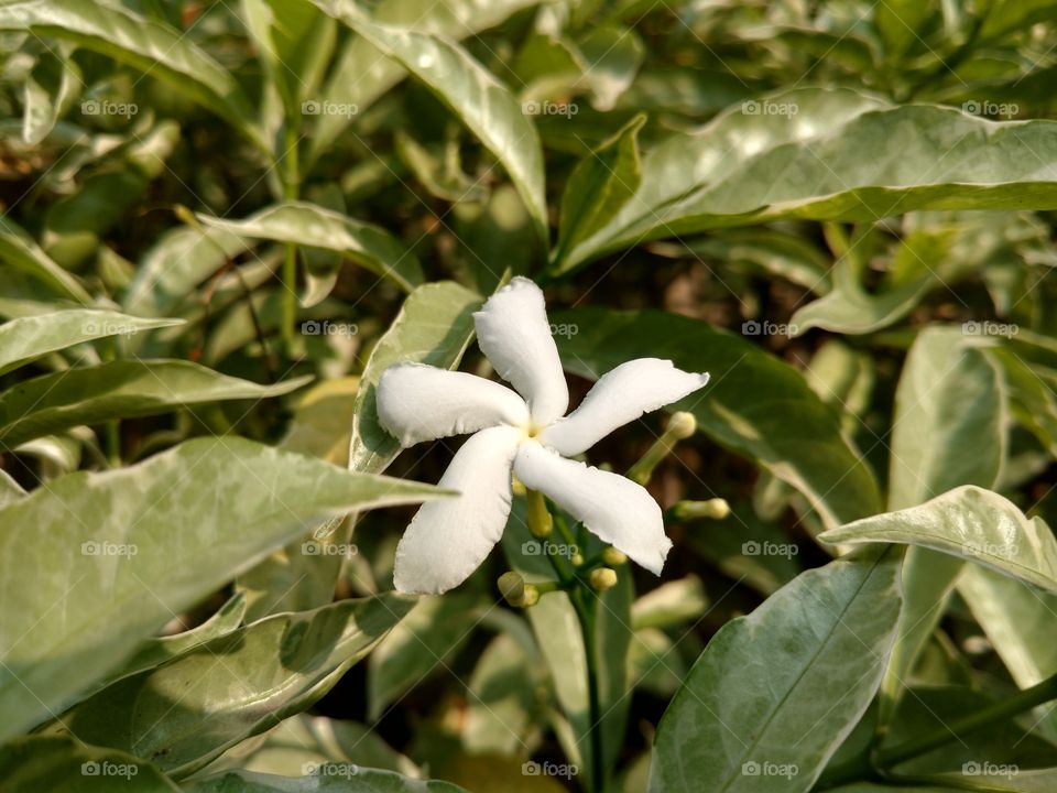 Chandani flower.
