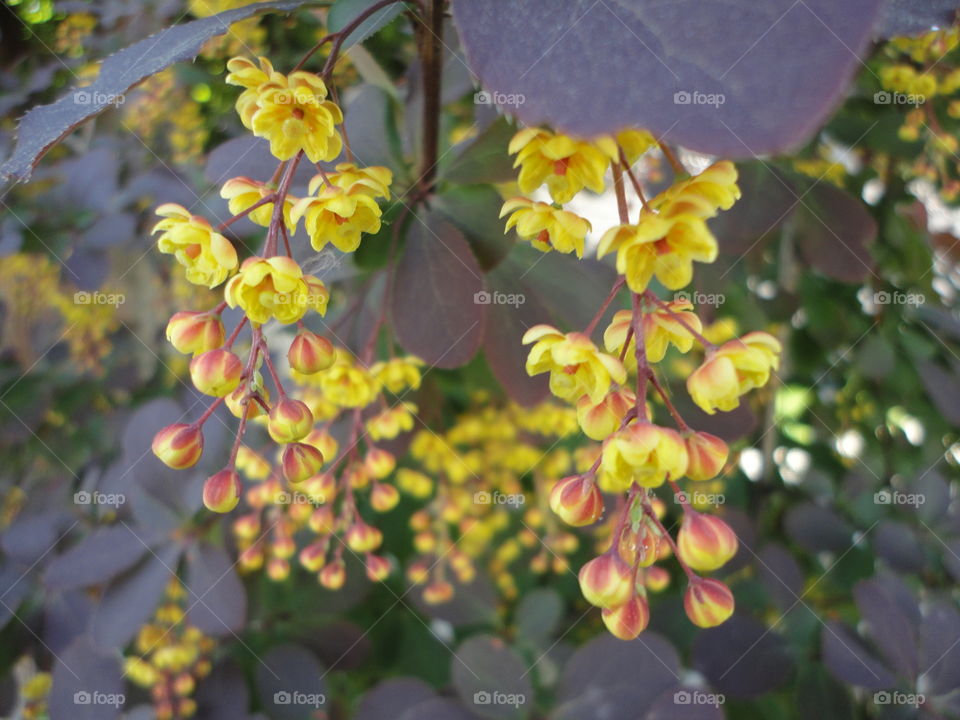 Leaf, Nature, Flora, Flower, Garden