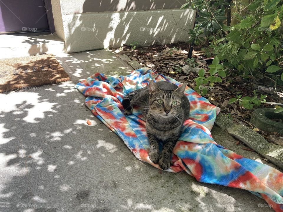 Mommy cat on a rainbow blanket 