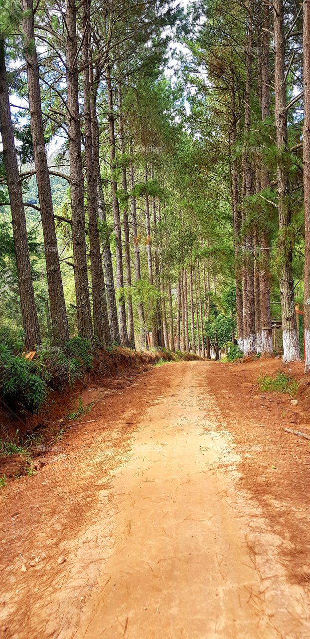 Estrada na Serra do Japi - Jundiaí SP