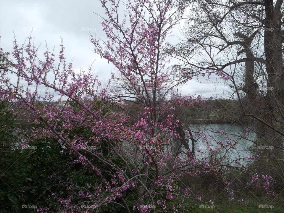lake austin from zilker