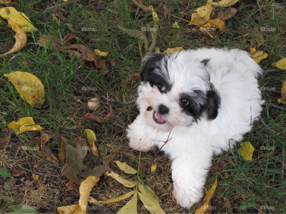 Puppy loves leaves 