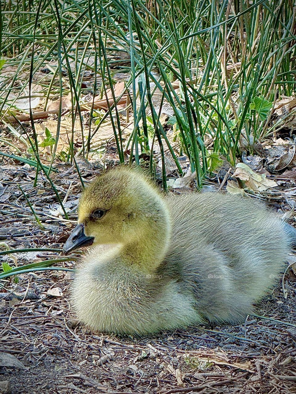 Canadian Goose Gosling