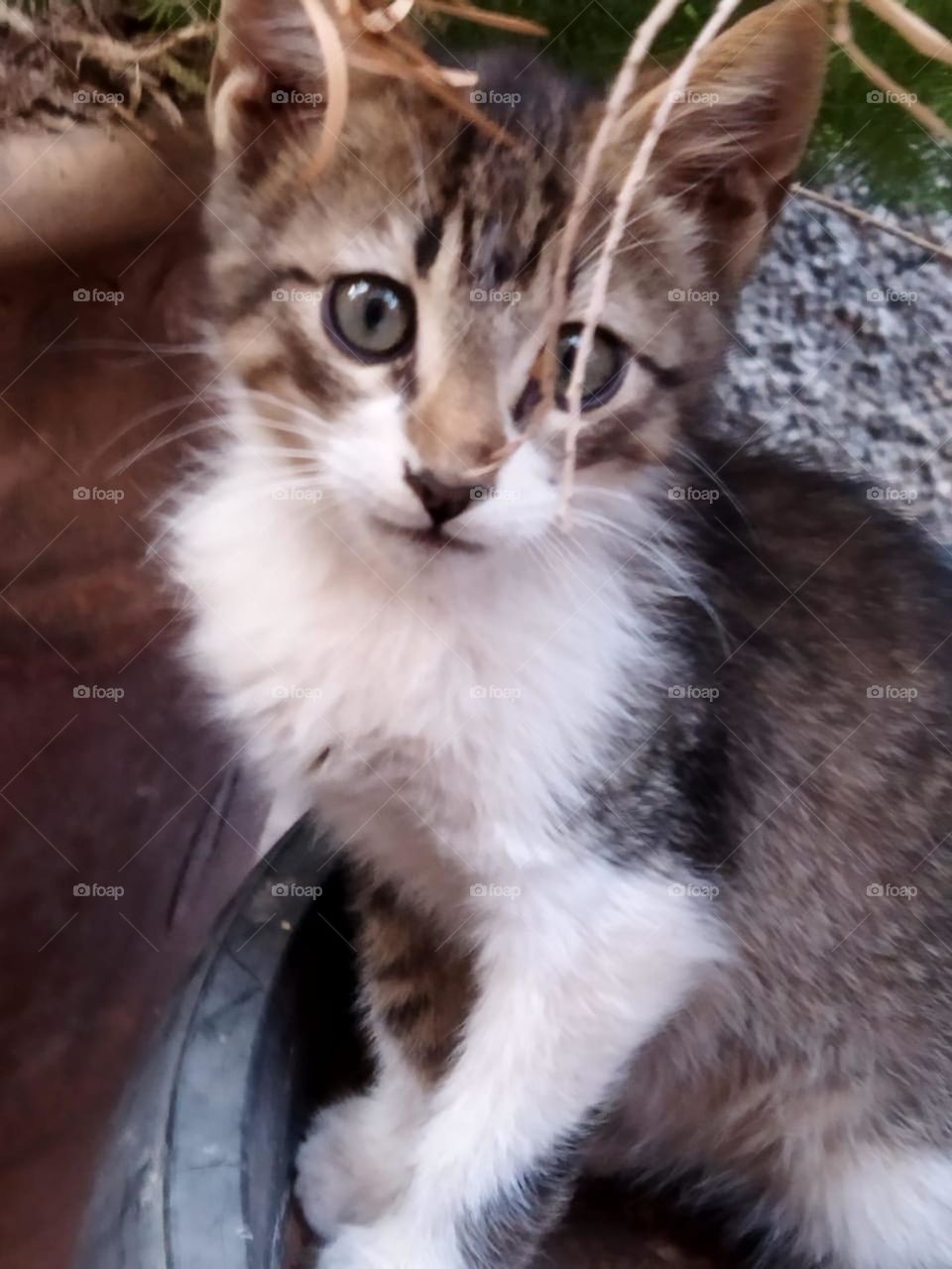 Beautiful cat looking at camera