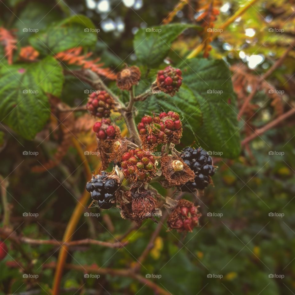 Blackberries on the road