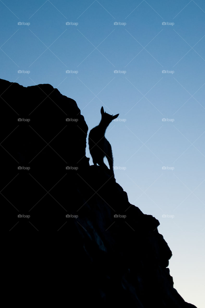 Goat standing on a rock