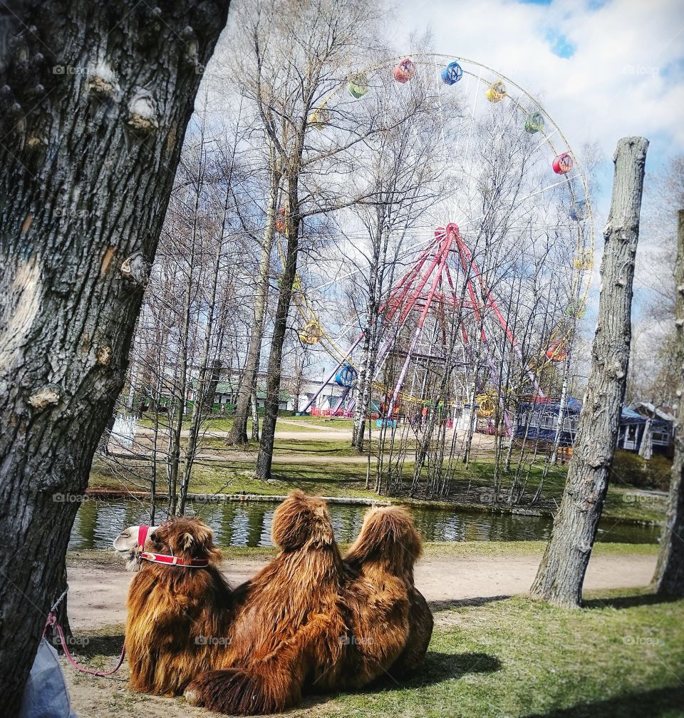 Day no people outdoors Park animal trees sky camel spring day