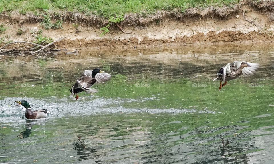 Bird, Water, Duck, Goose, Nature