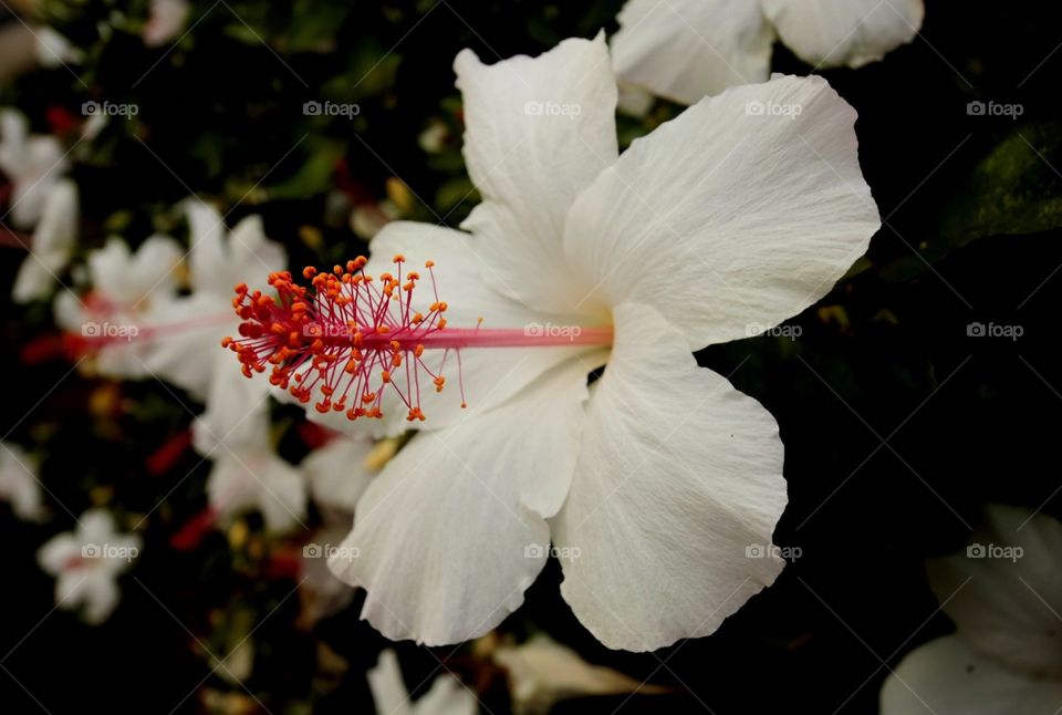 White hibiscus