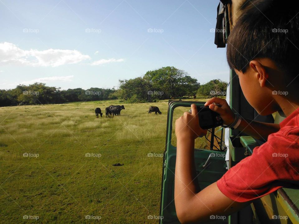 Caribbean safari