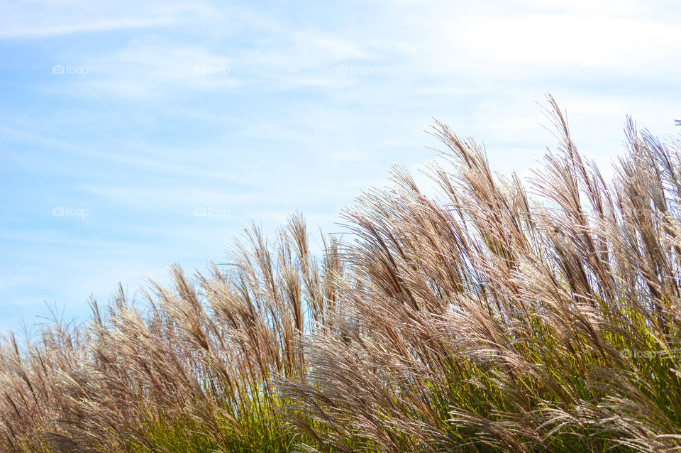 View of tall golden grass against a bright blue sky backdrop